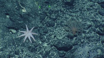 Media type: image; Invertebrate Zoology 151075